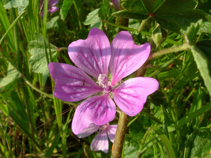 Malva sylvestris